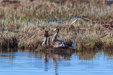 Great Crested Grebe pair
