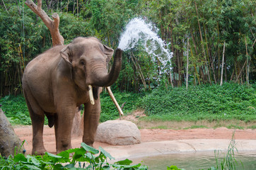 Elephant make water spray - Nature shower - 63739459
