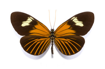 Obraz na płótnie Canvas tropical batterfly collection Heliconius xanthocles melior
