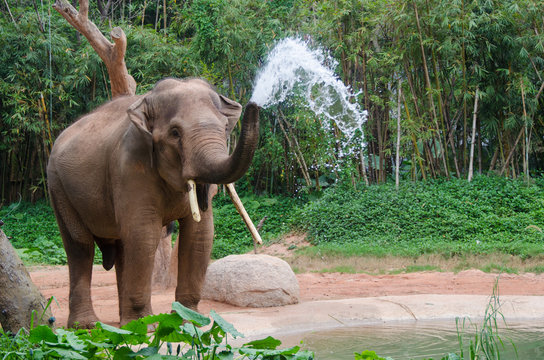 Fototapeta Elephant make water spray - Nature shower