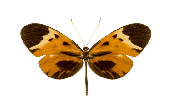 tropical batterfly collection Melinaea mnasias comma