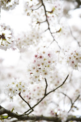 Obraz premium Cherry blossoms