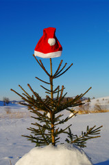 weihnachtsmützen auf tannebäumen