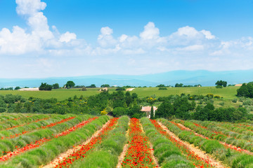 Fototapeta na wymiar View of lavender field and landscape behind
