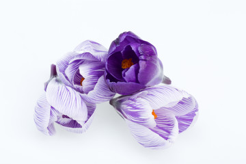 Close-up of blue and white crocus flowers isolated on white