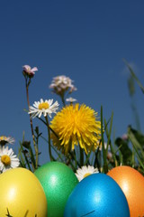 bunt ostereier blumenwiese frühling