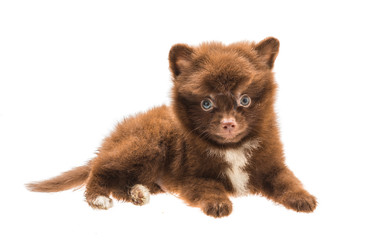 Obraz premium Pomeranian spitz puppy