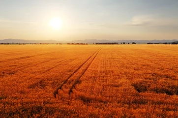 Foto op Canvas Landelijk landschap bij zonsopgang met de zon over de velden. © TTstudio