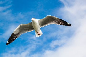 seagull under the blue sky