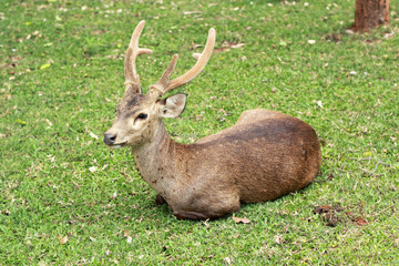 sika deer in the nature