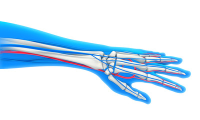 Obraz na płótnie Canvas Human Hand Anatomy Illustration