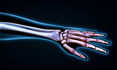 Human Hand Anatomy Illustration