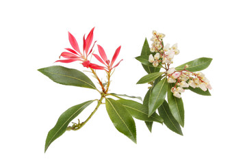 Pieris