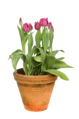 Tulips in pot