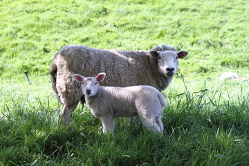 Sheep with her lamb