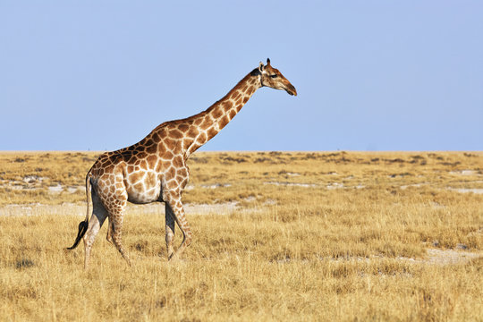Giraffe walking