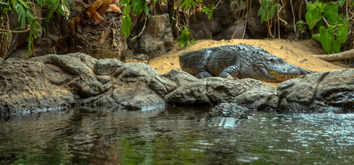 Alligator surrounded by nature and water