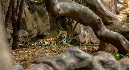 Jaguar resting in a zoo enclosure behind trees