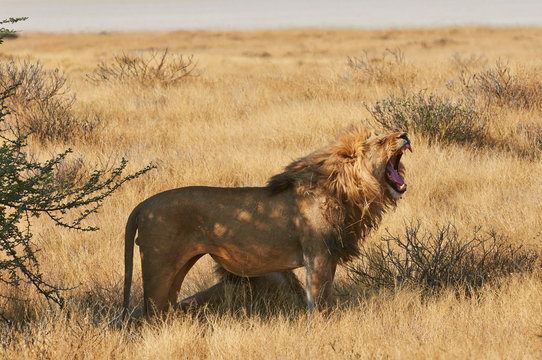 Lion in the savannah in Etosha National Park