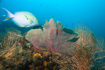 Yellowfin Surgeonfish, Caño Island, Costa Rica