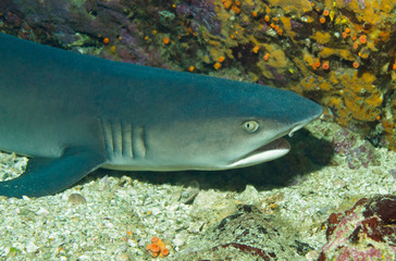 Fototapeta premium Close-up of a White-tip Reef Shark, Caño Island, Costa Rica