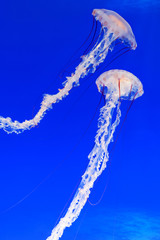 Jellyfish into deep blue