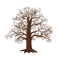oak without leaves on a white background