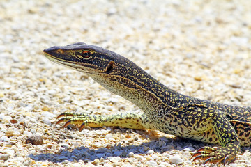 Australian Goanna/Lace Monitor (Varanus varius)