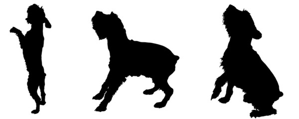 Vector silhouette of a dog.