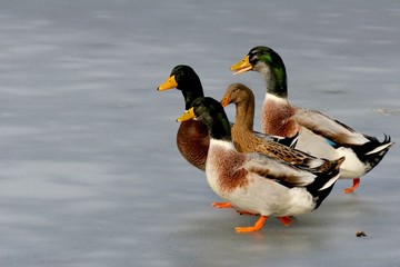 Four ducks on ice
