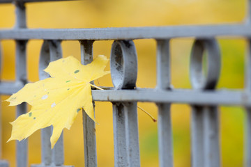 forged Fence with yellow leaf