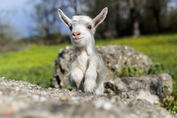 Goatling