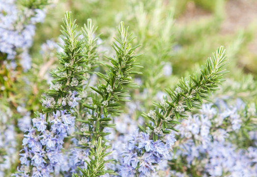 rosemary in flowers