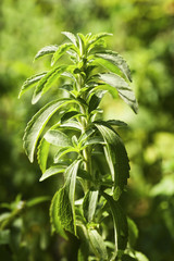 Stevia plant