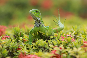 Green iguana sitting on a green brush