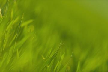 Green grass in artistic composition
