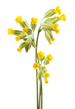 Cowslip flowers