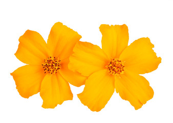 Tagetes