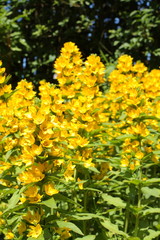 Obraz premium Loosestrife (Lysimachia punctata)