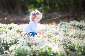 Cute curly toddler girl playing with first spring flowers