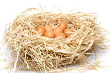 Eggs in a nest