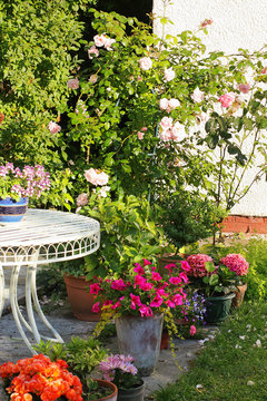 Pink Climbing Roses