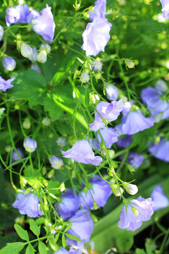 Pretty blue flowers in the garden