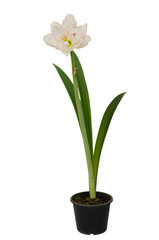 Hippeastrum isolated on white background.