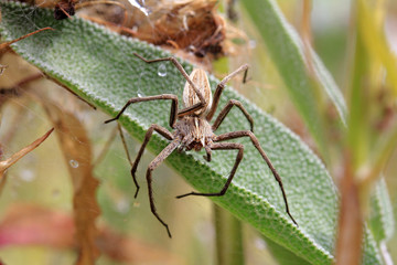 Eine Wolfspinne auf der Lauer