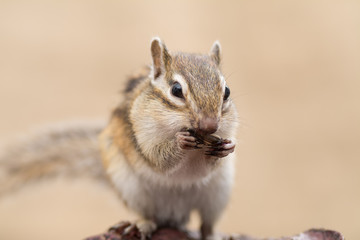 Fototapeta premium ヒマワリの種を食べるシマリス
