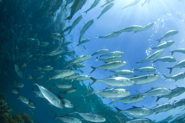 Obraz premium School Bigeye Trevally fish