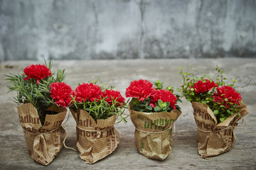 Fototapeta na wymiar Carnations