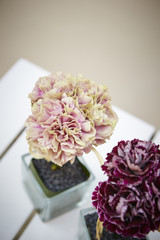 Carnations