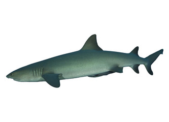 Whitetip Reef Shark isolated on white background
